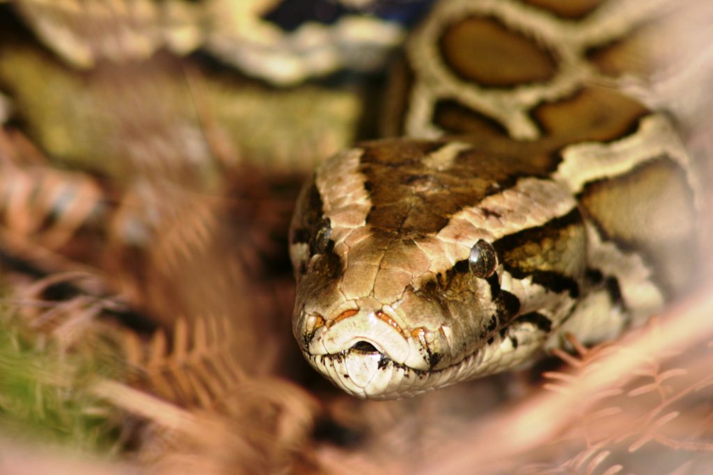 Burmese Pythons - Invasive Species In Florida