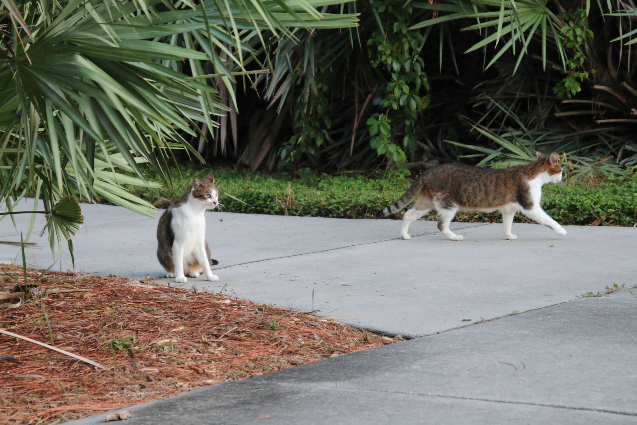 cats-invasive-species-in-florida