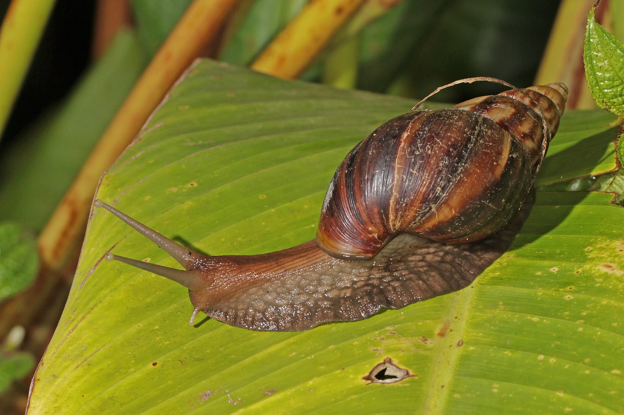Giant African Land Snails Invasive Species in Florida